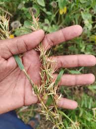 Image result for Hyparrhenia tamba