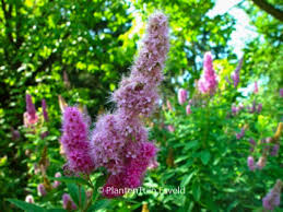 Image result for Spiraea billardii