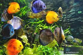 15 Colorful Freshwater Fish Pretty Aquarium Fish For Your Family