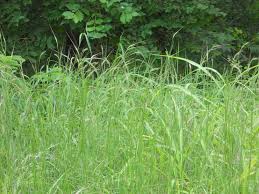 Image result for Heteropogon contortus