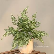 Image result for Pteris burtonii