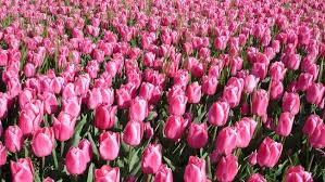 Bunga itu mekar setiap akhir bulan maret di kota istanbul. Asal Muasal Bunga Tulip Sebelum Hijrah Ke Belanda