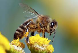 Meaning that you must not spray them with any kind of pesticide. Bees Wasps Nest Removal Services Uae