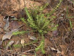 Image result for Anthospermum