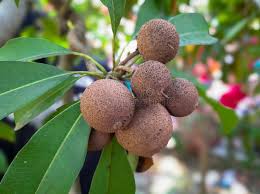Image result for Sapotaceae