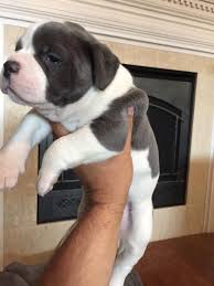 Our average dog weighs over 95 pounds. Blue American Bulldogs Home Facebook