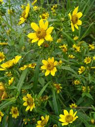 Image result for Anisopappus kirkii