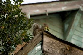 The top 4 ways to stop squirrels from climbing your downspouts make your own squirrel repellant Squirrel Control And Removal Methods For The Home Yard And Garden