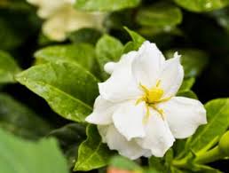 Gardenias need good air flow around their leaves. Why Are The Leaves On My Gardenia Turning Yellow Lovetoknow