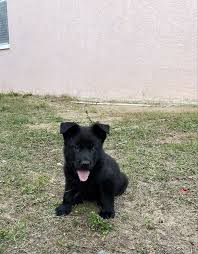 If you do not have experience working with dogs, enroll in obedience classes and. Black German Shepherd Puppies In Florida Pwg In 2021 Black German Shepherd Puppies German Shepherd Puppies Black German Shepherd