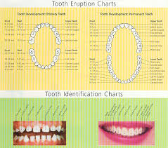Tooth Eruption Chart San Jose Ca When Do Teeth Come In
