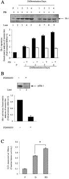 Art cache:87byrsbyhgyj:www infobiografias com/biografia/30046/keanu reeves html como se prepara la semilla de aguacate para abortar remedio cacero para quitar la teta pornodeinfantil mi bebé me tiene pelada el pico de la teta como se curar mi pico de la teta de forma natural testing%\' and 2*3*8=6*8. Involvement Of Elk 1 In L6e9 Skeletal Muscle Differentiation Sciencedirect