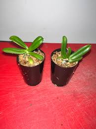 Image result for Subularia monticola