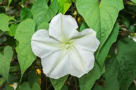 She does not have any traits, and her ability gives her +1/+1 if 6 or more sun has been made on the turn she is played. How To Plant Moonflower In Your Garden Tricks To Care