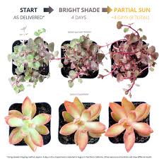 More than 75 indoor flowering cactus at pleasant prices up to 36 usd fast and free worldwide shipping! Using Sunlight To Get Colorful Succulents Mountain Crest Gardens
