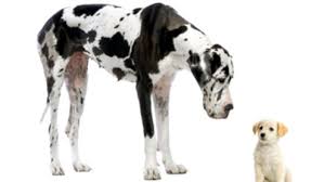 #hund #dori #hack5 tipps, um deinen hund bei schlechtem wetter in der wohnung auszulasten. Hund In Der Wohnung