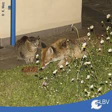 Falls Das Futter Fur Den Igel Gedacht War Ging Die Aktion Wohl Deutlich Schief Vielen Dank Kurt Fur Das Foto Katz Instagram Posts Instagram Instagram Feed