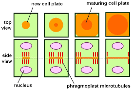 Difference between plant and animal cell cycle. Cell Plate The Definitive Guide Biology Dictionary