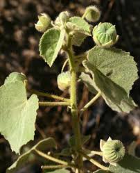 Image result for Abutilon hirtum