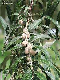 Image result for Rinorea angustifolia