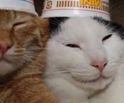 90 Imagenes Sobre Metadinhas En We Heart It Ver Mas Sobre Icon Matching Icons Y Couple In 2020 Cat Icon Cat Memes Cats