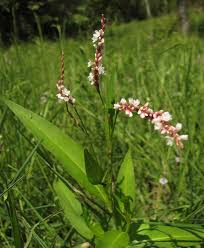 Image result for Persicaria senegalensis f. albotomentosa