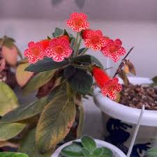 Image result for Kohleria