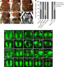 Bedford animal and rodent control. Netrin Dependent Downregulation Of Frazzled Dcc Is Required For The Dissociation Of The Peripodial Epithelium In Drosophila Nature Communications