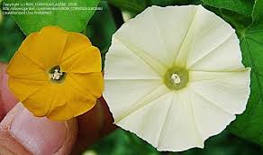 Image result for Ipomoea obscura