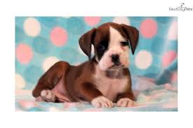 Maybe you would like to learn more about one of these? Zachary Boxer Male Boxer Puppies For Sale Boxer Puppies Boxer Dogs