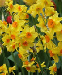 Narcissus Falconet Fragrant Falconet Is An Outward Facing Grant Mitsch Variety With Up To Eight Perfectly Formed Yell Bulb Flowers Narcissus Narcissus Flower