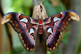 Snake Butterfly Mariposa Serpiente Beautiful Butterflies Beautiful Butterfly Pictures Moth