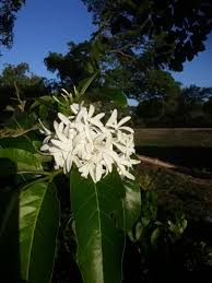 Image result for Tabernaemontana ventricosa