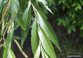 Image result for Salicaceae