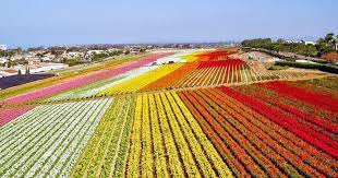 The carlsbad flower fields are what technicolor dreams are made of. Carlsbad Using Flowers To Hook More Tourists Into Springtime Stays The San Diego Union Tribune