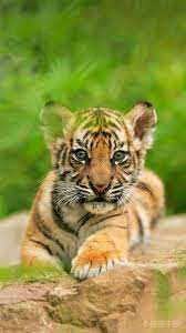 Pin By Kejt On Zhivotnyj Mir Baby Animals Pictures Animals Sumatran Tiger