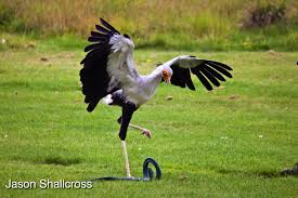 Birds Of Prey Playing Near Me Snake Hunting Secretary Birds Use The Force Of Five Times Their Body Weight To Stamp On And Kill Their Prey Animals Bird Bird Hunting