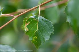 Image result for Stigmella ulmariae