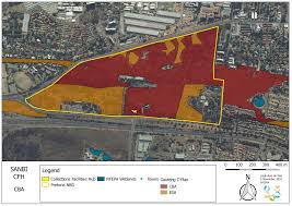 Image result for Dichilus bainesii