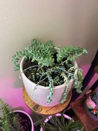 Common Indoor Burro’s Tail Problems