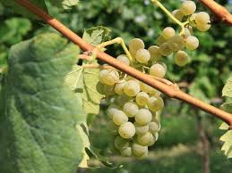 L'uva pizzutella bianca e nera. Varieta Di Vite Lago Di Caldaro Termeno E Caldaro