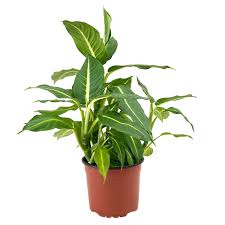 Image result for beautiful dieffenbachia
