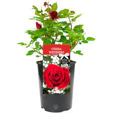 Lots of 20th anniversary gift ideas for your husband, wife and parents. China Wedding Anniversary Red Rose Bush Free Delivery