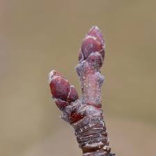 Crab apple flower buds (malus sylvestris) photograph by. Apple Bud Stages New England Tree Fruit Management Guide