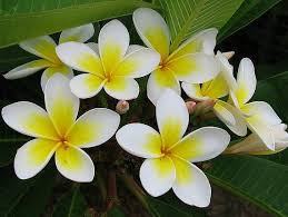 Heirloom 5 Seeds Plumeria Yellow And White Flowers Par Seedsshop 3 99 Frangipani Plumeria Garden Shrubs