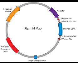 Check spelling or type a new query. Plasmids 101 The Promoter Region Let S Go