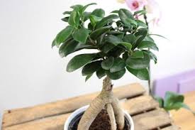 Ficus Ginseng Pflege Anleitung Fur Den Bonsai In 2020 Ficus Bonsai Pflanzen Pflanzen