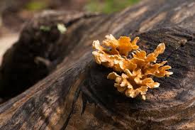 Oak trees are part of the quercus genus, which contains more than 450 species of plants that are hardy in a variety of climates around the world. Free Stock Photo Of Yellow Tree Fungi Grows From Cut Tree Download Free Images And Free Illustrations