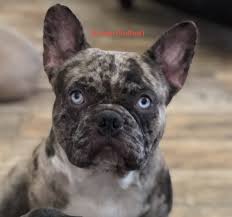 It is not enough for our dogs to be strikingly beautiful and elegant. French Bulldog Puppies For Sale Houston Tx 311306