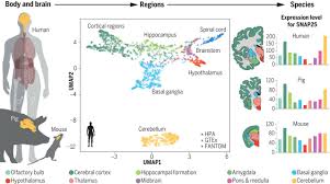 Proteinele se conţin şi în toate tipurile de crupe şi cereale. An Atlas Of The Protein Coding Genes In The Human Pig And Mouse Brain Science